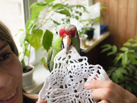 Lady knits and home parrot Amazon it helps. Love for Pets. A large green parrot Amazon helps in creativity. Close-up.
