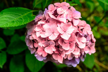 Hydrangea
