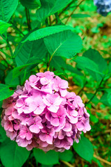 Hydrangea
