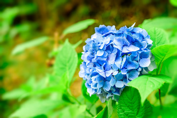 Hydrangea
