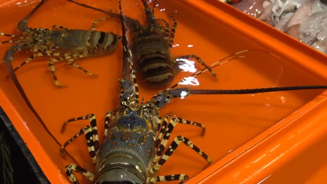 Alive Langust Displayed in Aquarium at Restaurant