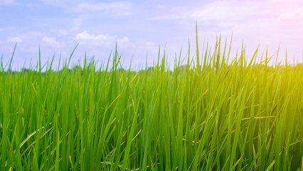 Green rice field in rural province with sky background