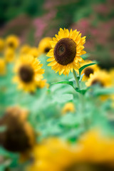 Helianthus annuus(Sunflower)

