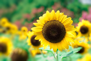 Helianthus annuus(Sunflower)
