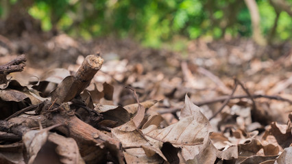 Mango dried leaf in garden