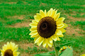 Helianthus annuus(Sunflower)
