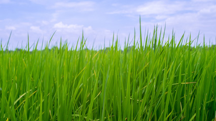Green rice field in rural province with sky background