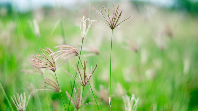Poaceae In Green Field