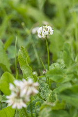 White clover flower in nature.