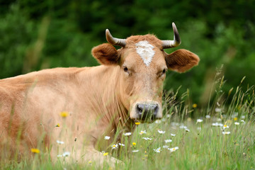 Cows on a summer pasture