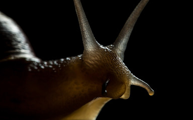 Snail Close up