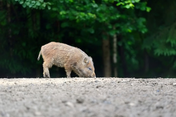Fototapeta premium Young wild boar