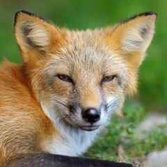 Portrait red fox in nature