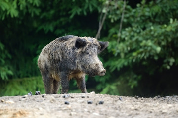 Wild boar in forest
