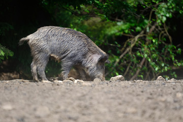 Wild boar in forest