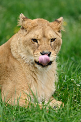 Lion in green grass