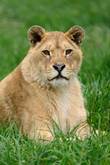 Lion in green grass