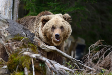 Fototapeta premium Brown bear in the forest