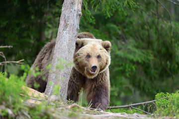 Obraz premium Brown bear in the forest