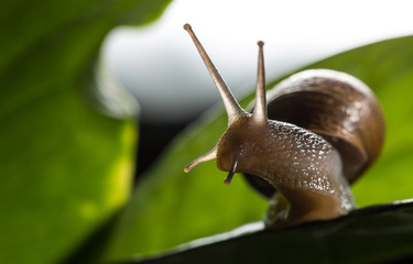 Small Snail on a Plant
