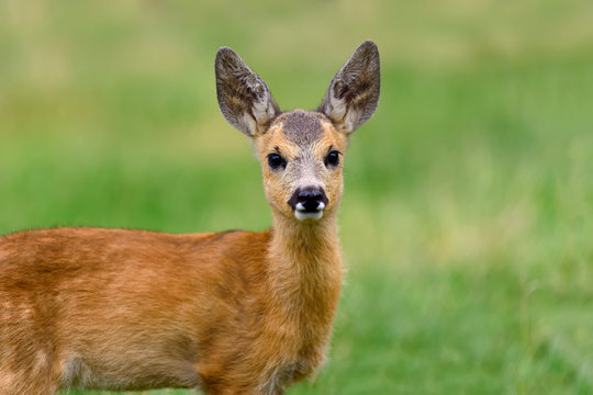 Fototapeta Baby roe deer on summer meadow