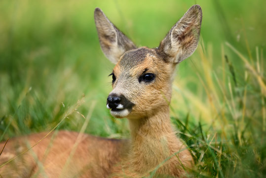 Fototapeta Baby roe deer on summer meadow