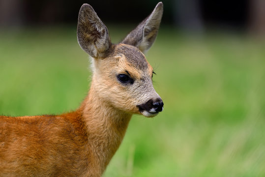 Fototapeta Baby roe deer on summer meadow