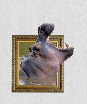 Hippo in frame with 3d effect