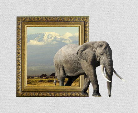 Elephant in frame with 3d effect
