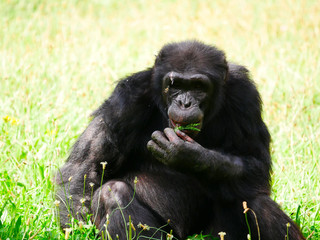 Chimpanzé
