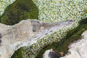 Front of a crocodile floating on the surface with clear water.