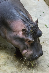 Hippo eating hay.