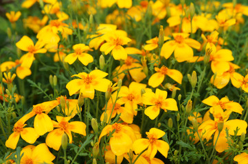 Tagetes tenuifolia or the signet marigold or golden marigold yellow flowers with orange core