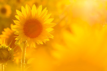 Erstaunliche Schönheit des Sonnenblumenfeldes mit hellem Sonnenlicht auf Blume