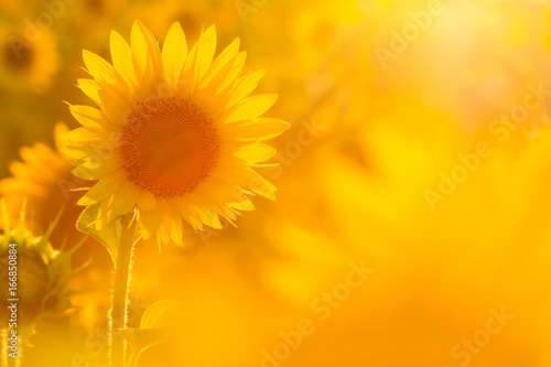 Amazing beauty of sunflower field with bright sunlight on flower