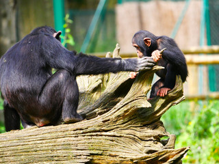 Chimpanz&eacute;
