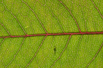 Background in abstract shape, macro photography. A detail of a leaf