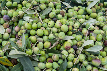 detail of olive harvest
