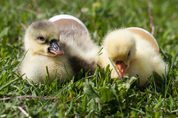 two little domestic gosling with broken egg in green grass