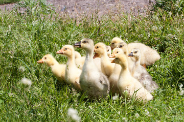 A flock of little geese grazing in green grass