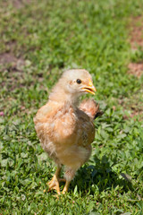 yellow baby chicken in the green grass