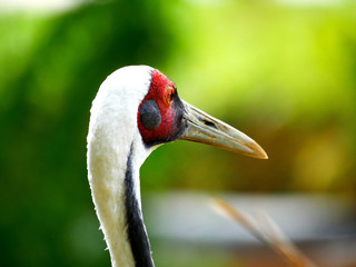 Fototapeta premium Grue à cou blanc