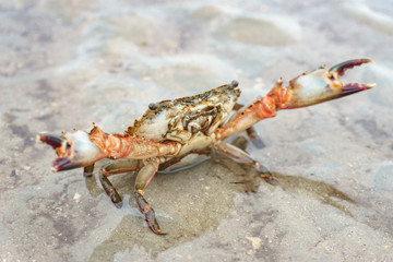 Close up Sea crab