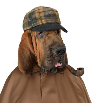 Bloodhound dog with a pipe