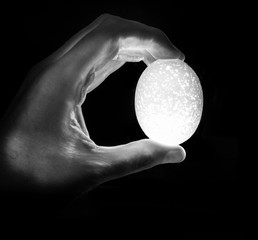 Egg - Life in your Hand