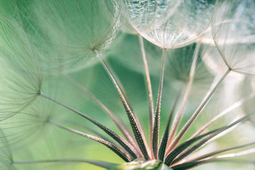 Dandelion seeds closeup. Abstract macro of a dandelion. Selective focus - obrazy, fototapety, plakaty
