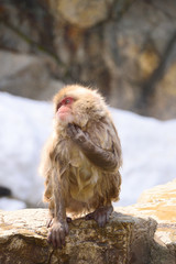 snow monkey　風呂上がりのニホンザル