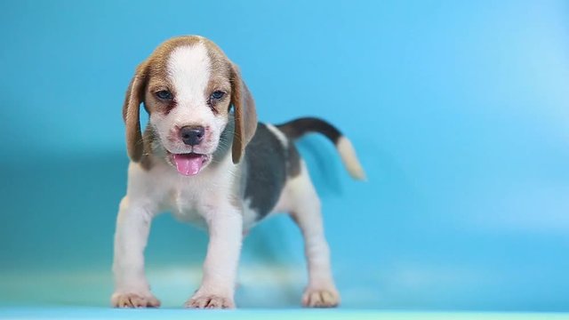 2 months beagle puppy sit down and looking camera on blue screen 