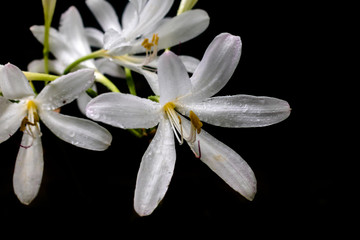 Crinum flower closeup after rain