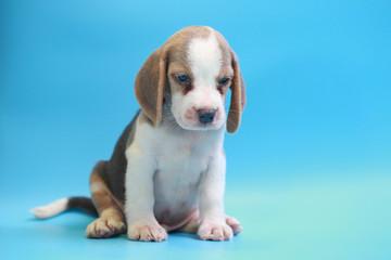 2 months beagle puppy sit down and looking camera on blue screen 